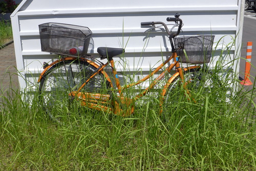 香椎若葉団地の繁茂する植物は強し！