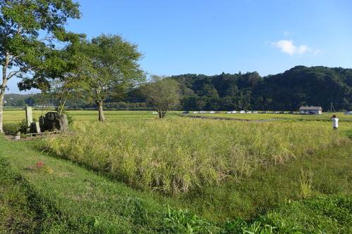 2022年10月1日/2日/3日、カテリーナの森（大分県杵築市山香町）の田圃世界は！？来週には桧原シュタイナー土曜学校（福岡市南区）５年生のもち米稲刈りへ！