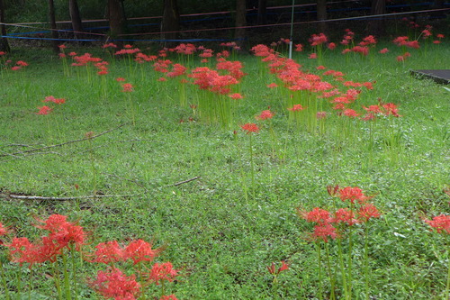 20250920（日）秋のお彼岸が始まりました！竹田市直入町にて秋の風情を発見！