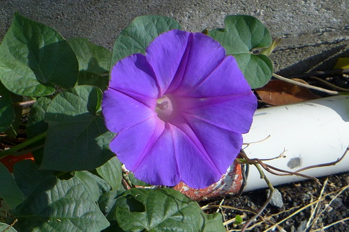 P1270887