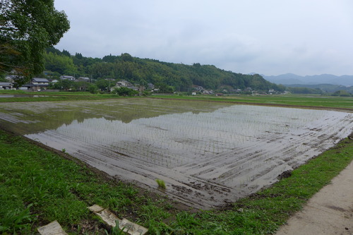 カテリーナの森（大分県杵築市山香町）で桧原シュタイナー土曜学校（福岡市南区）5年生の田植え体験！