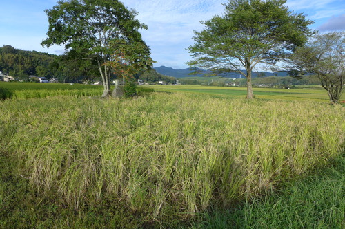 P1180230