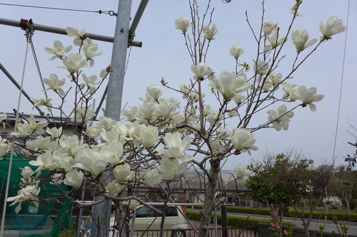 P1040981