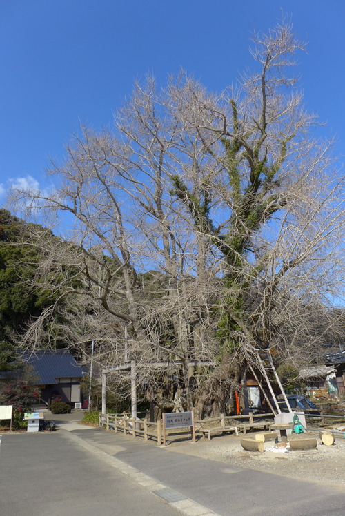 20260208対馬再訪フィールドワーク（その8）樹齢1500年！！琴（きん）の大銀杏！