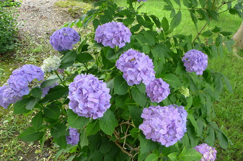 P1130033