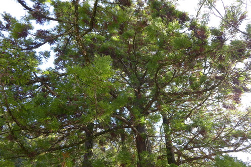 P1070432