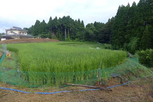 20250812早朝、池田重和さん農園にて深呼吸！