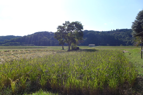 P1260210