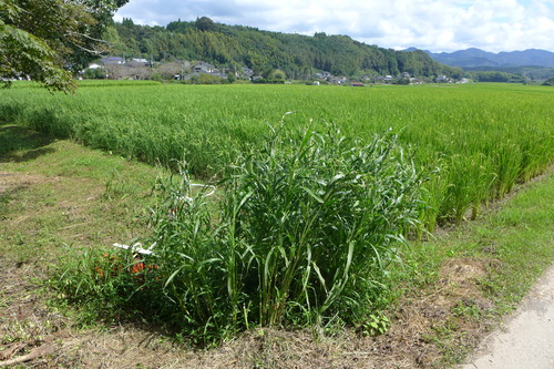 P1170356