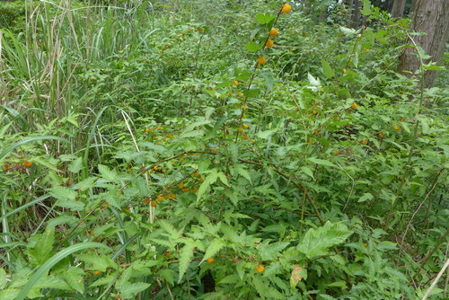 P1180852
