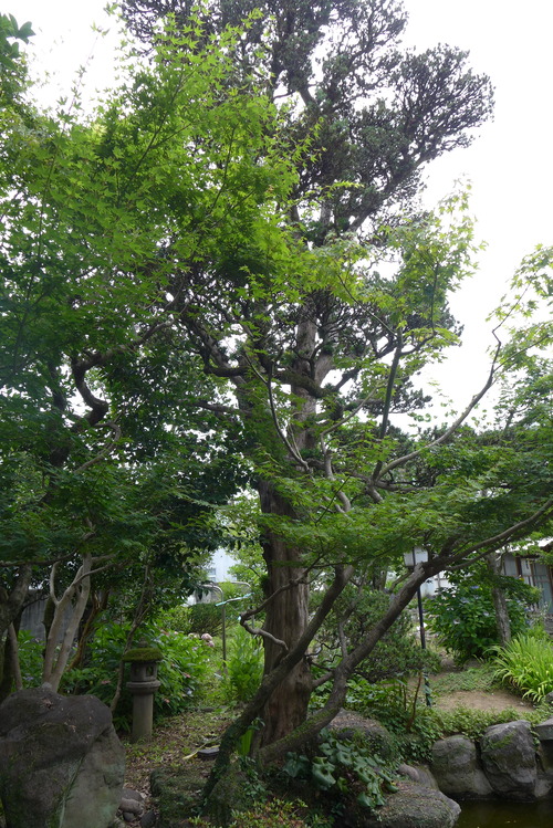 P1190754