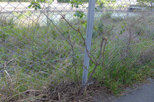 P1040807