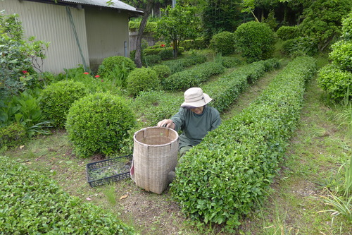 P1150786