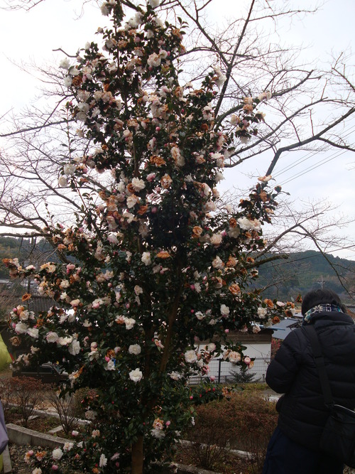 DSC08313