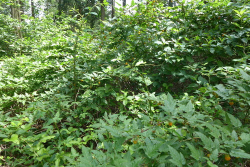 P1180819