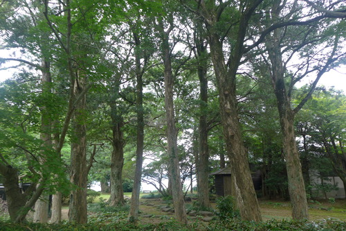 P1170517
