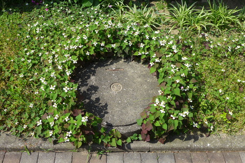 20240526香椎浜フラヌールから見えてくる路上の不思議・・・