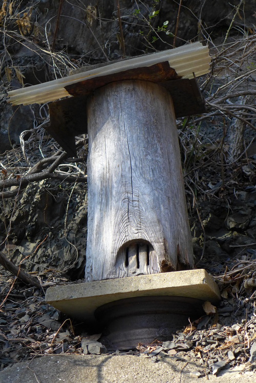 20260208対馬再訪フィールドワーク（その6）ニホンミツバチを求めて見事な蜂洞群