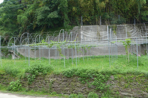 P1020666