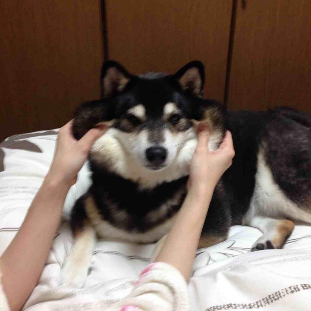 画像 柴犬のほっぺを引っ張った結果ｗｗｗｗｗｗｗｗｗｗｗｗｗｗｗ 結果速報vip