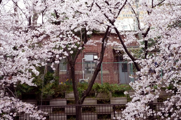 戦争遺構レンガ建築と桜