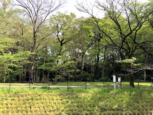 緑道02