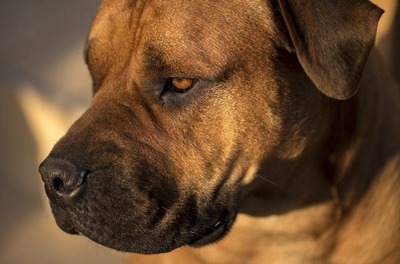 動物病院で土佐犬が ショコラちゃーん 仮名 と呼ばれで診察室に入っていったわ 土佐犬くらい格好いい犬でもスイーツから名付けるのか 恋愛まとめ速報