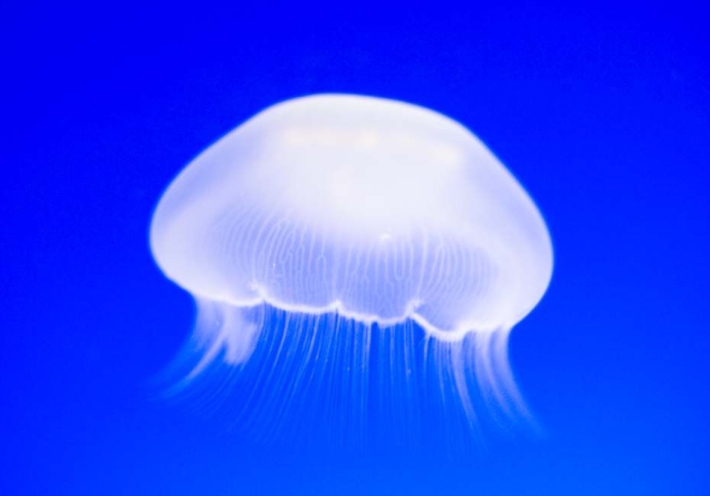 夫と2人目の子供を と考えている時に名付けについて揉めた 女の子だったらミツキが良いらしい いいね可愛いねと思い漢字を聞いたら海月 クラゲ 話題のニュース Topics Now 夫と2人目の子供を と考えている時に名付けについて揉めた 女の子だったらミツキが良いらしい いいね可愛いねと思い漢字を聞いたら海月 クラゲ 話題のニュース Topics Now
