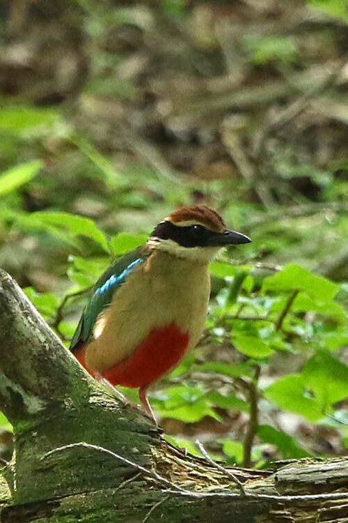 ふーさんの野鳥と旅と馬のブログ 練習用 ふーさんの野鳥と旅と馬のブログ 練習用