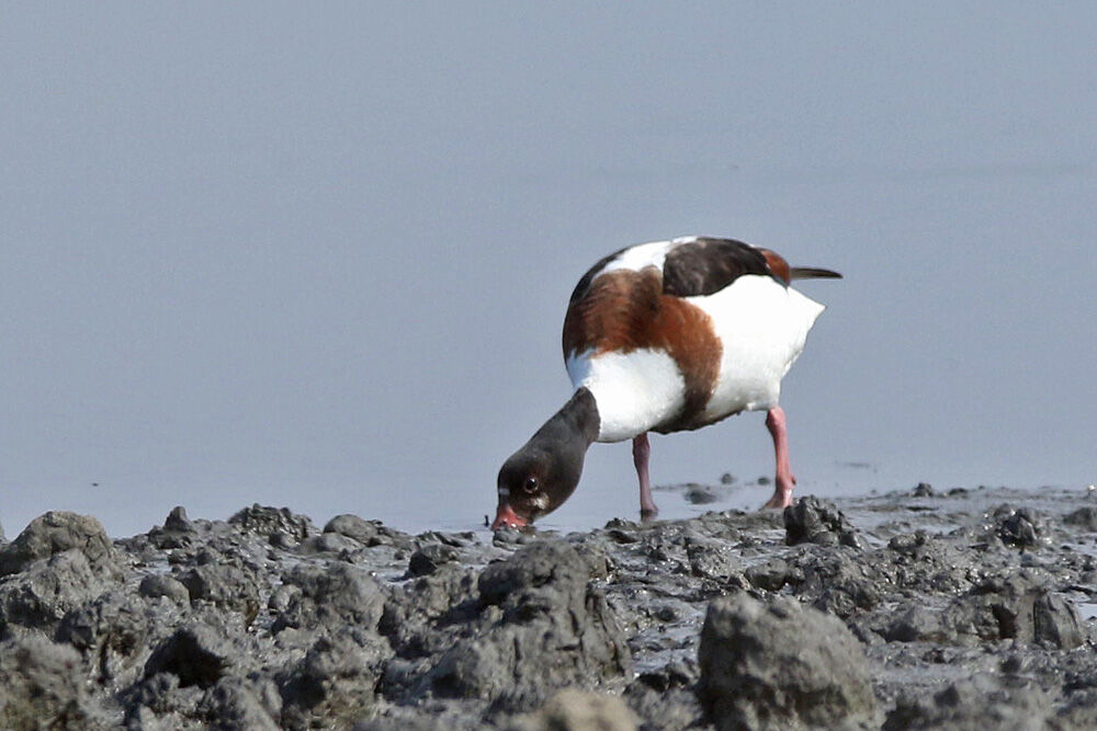 ふーさんの野鳥と旅と馬のブログ : ツクシガモ・ガンカモ調査後の数は