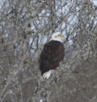 ハクトウワシ
