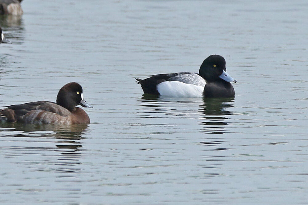 ふーさんの野鳥と旅と馬のブログ : 平成29年度大阪府ガンカモ類鳥類調査に参加して