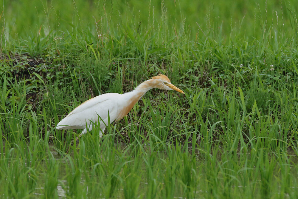 ふーさんの野鳥と旅と馬のブログ : 田んぼめぐりで・アマサギを