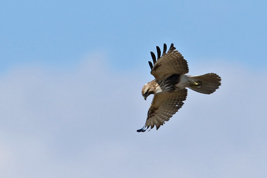 ふーさんの野鳥と旅と馬のブログ : ガンカモ類生息調査に参加して