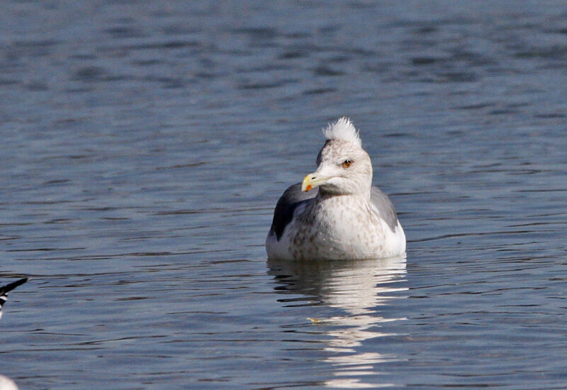 ふーさんの野鳥と旅と馬のブログ モヒカン トサカ 頭のセグロカモメさんです