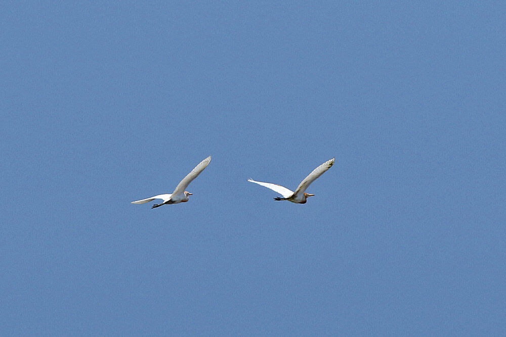 ふーさんの野鳥と旅と馬のブログ 16年05月