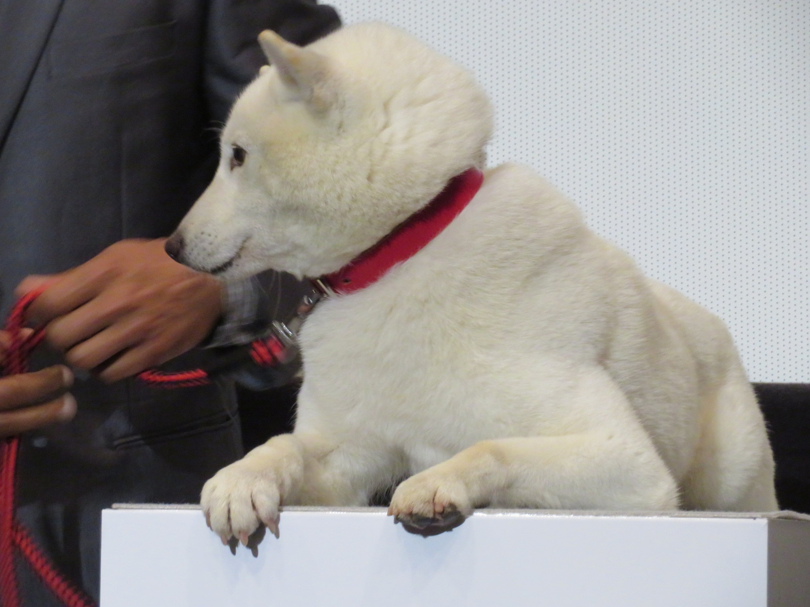 堀北さん ソフトバンクの犬のお父さんは二代目だと知ったバルト９撮影会でした トラさんの純真