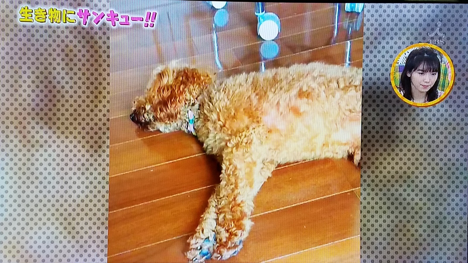 堀北さんと違って飯豊まりえは犬の化身だったらどうしよう トラさんの純真