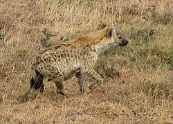 250px-Spotted_Hyena,_Ngorongoro