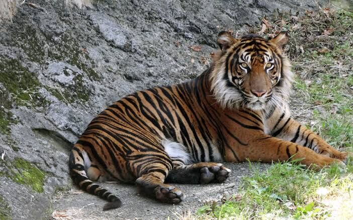 【リアル動物】3種類のトラを見比べてみようなのだ : たいちょーさん速報!ーけもフレ3まとめ