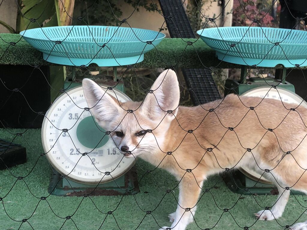 けもフレ3 リアルフェネックも可愛いのだ たいちょーさん速報 ーけもフレ3まとめ けもフレ3 リアルフェネックも可愛いのだ たいちょーさん速報 ーけもフレ3まとめ