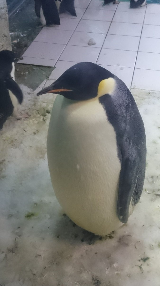 人気ダウンロード 動物 ネタ 画像 動物 ネタ 画像 格ゲー Bidmuryo 人気ダウンロード 動物 ネタ 画像 動物 ネタ 画像 格ゲー Bidmuryo