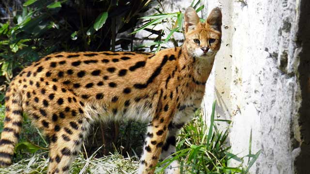 動物ネタ しんざきおにいさんによる 4世代にわたる多摩動物公園のサーバル紹介記事 が東京ズーネットに掲載 けものフレンズ Com 動物ネタ しんざきおにいさんによる 4世代にわたる多摩動物公園のサーバル紹介記事 が東京ズーネットに掲載 けものフレンズ Com