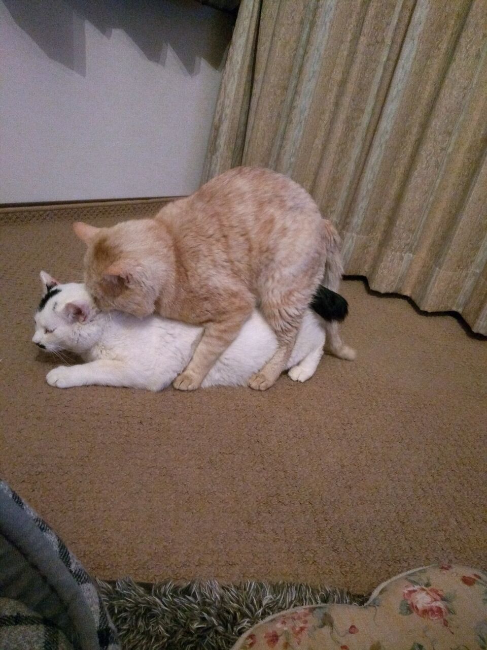 うちの去勢済みオス猫ちゃんめっちゃ性欲あるんだけどなんなんwww
