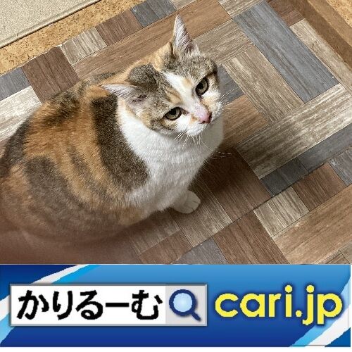2025-19neko250522w500x500