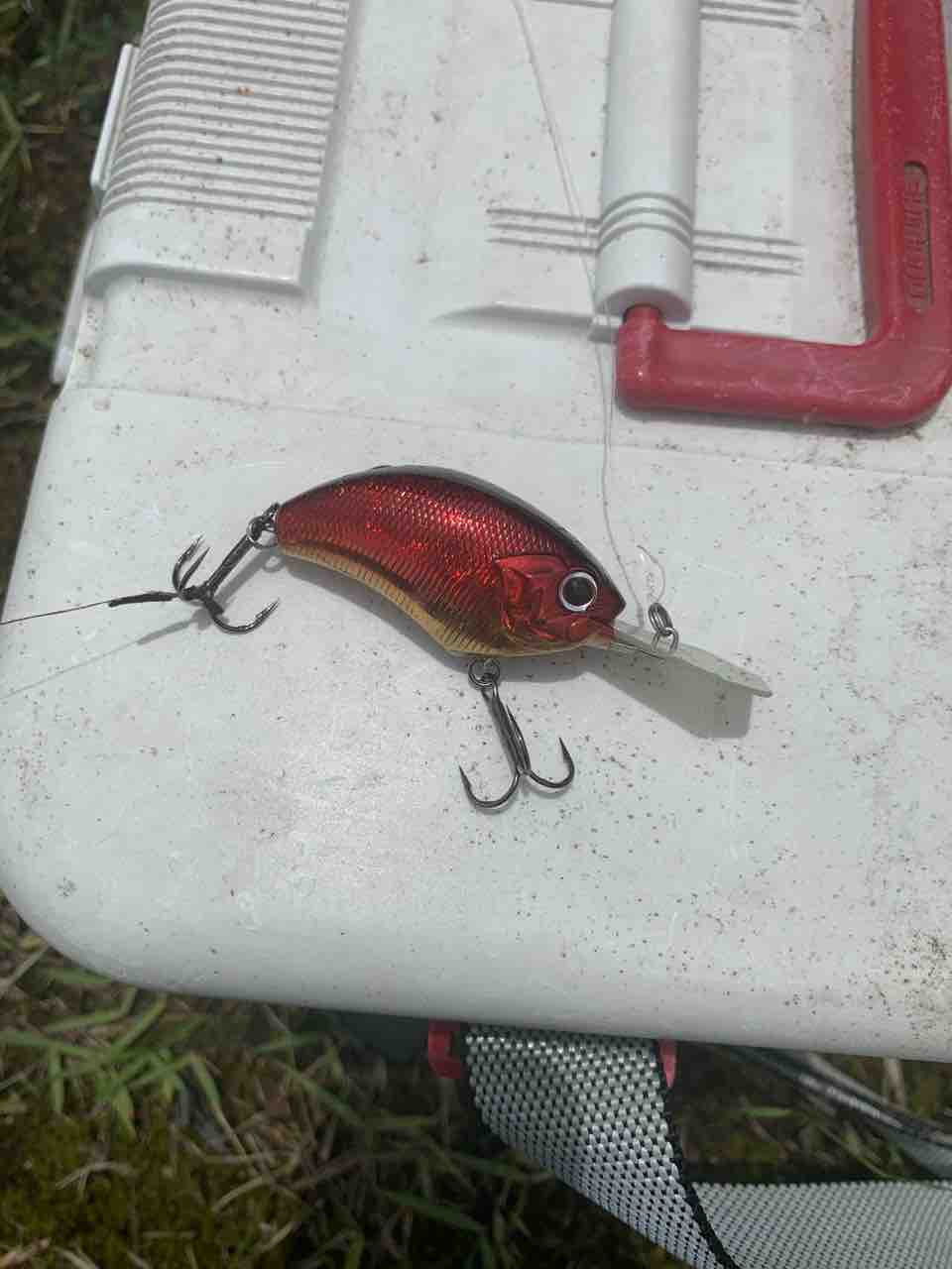 バスを干物にしました 牛太の魚飼育採集に人生全振り計画