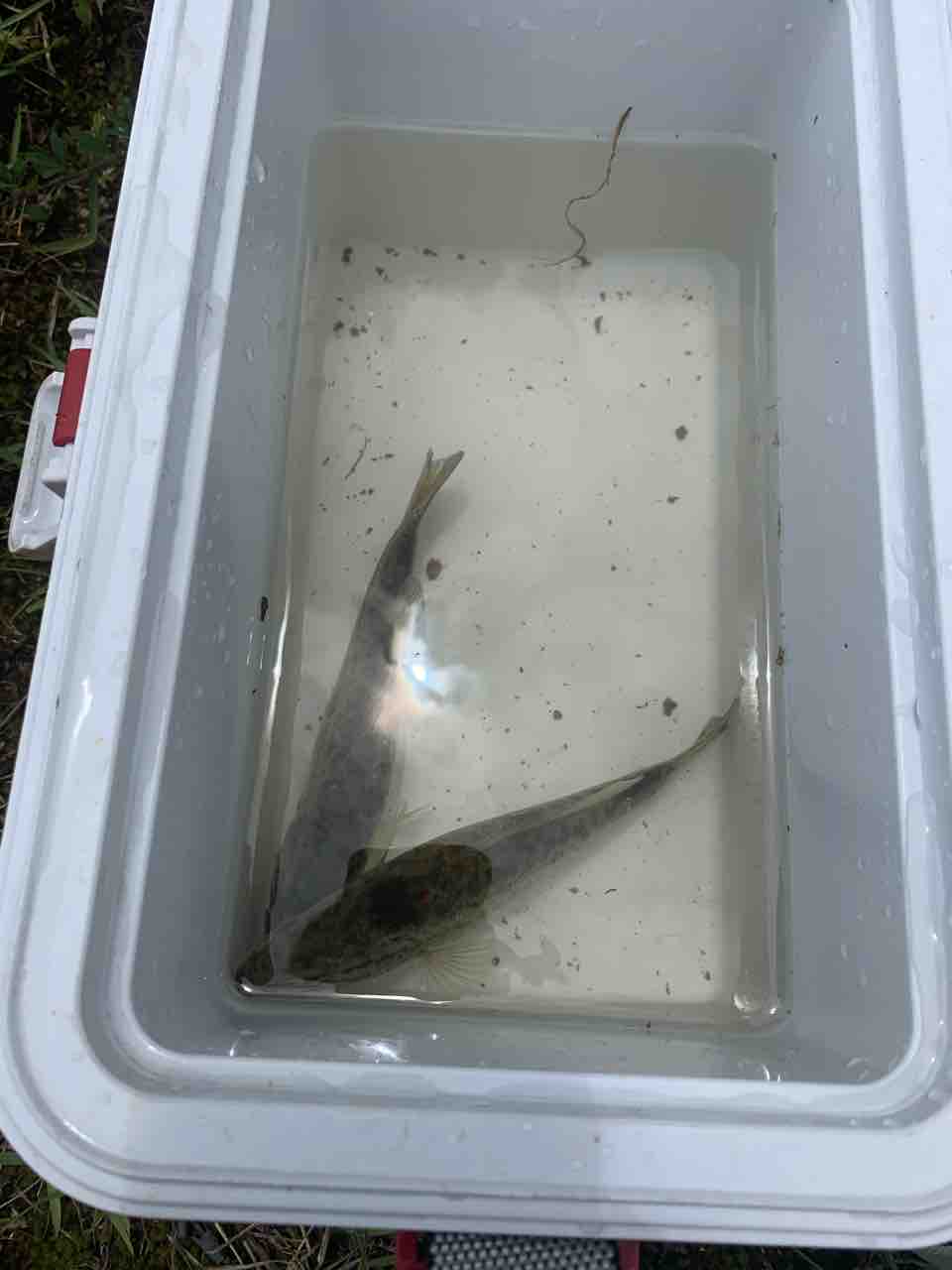 バスを干物にしました 牛太の魚飼育採集に人生全振り計画 バスを干物にしました 牛太の魚飼育採集に人生全振り計画