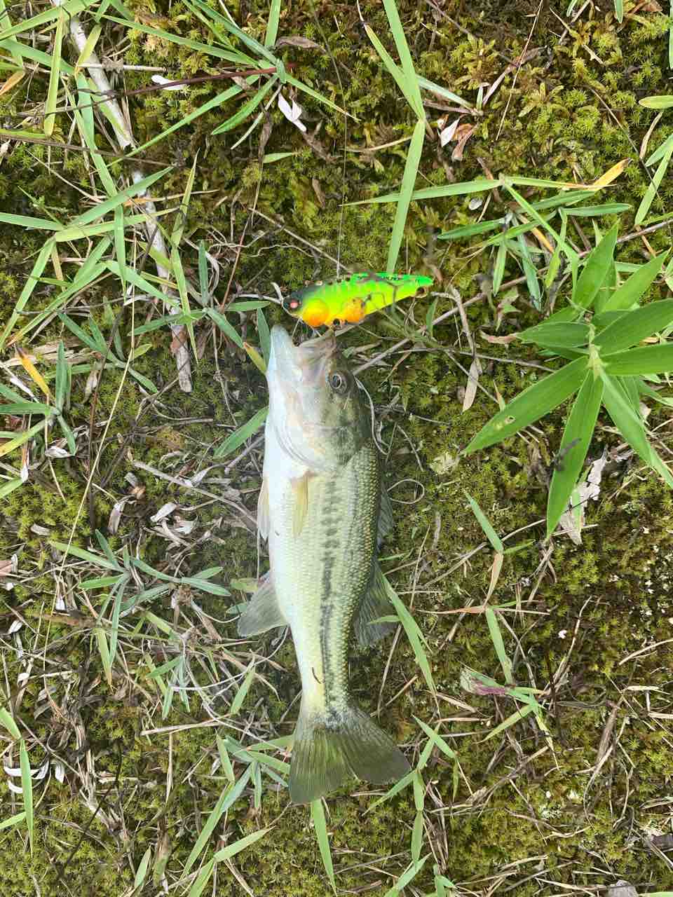 バスを干物にしました 牛太の魚飼育採集に人生全振り計画 バスを干物にしました 牛太の魚飼育採集に人生全振り計画