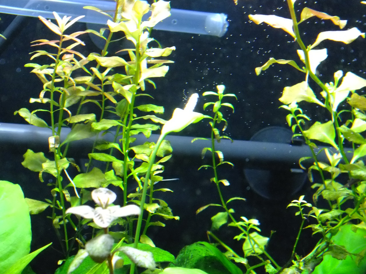 外部フィルターの掃除 アクアリウム部屋の管理日記