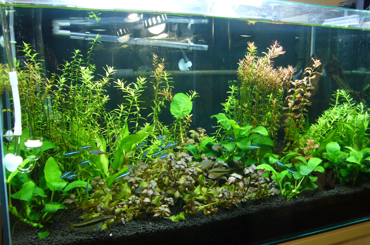 初めての水草水槽 アクアリウム部屋の管理日記 初めての水草水槽 アクアリウム部屋の管理日記